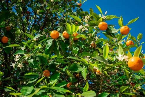 Clementine Mandarin Orange