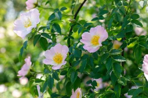 Dog Rose