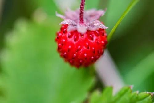 Fraise des Alpes