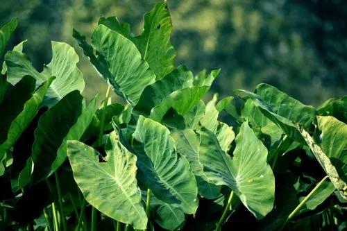 Taro