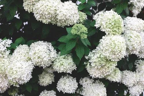 Guelder Rose