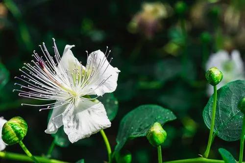 Cappero Bush