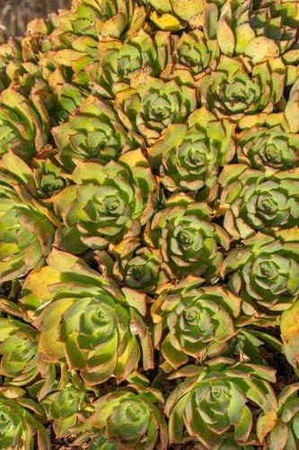 Haworths aeonium