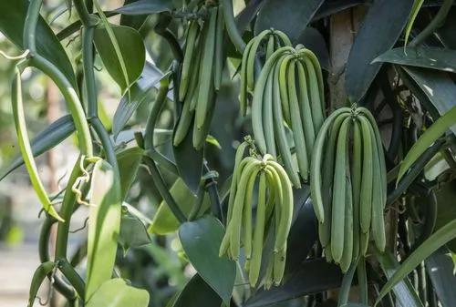 Flat-leaved vanilla