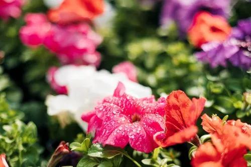Petunia