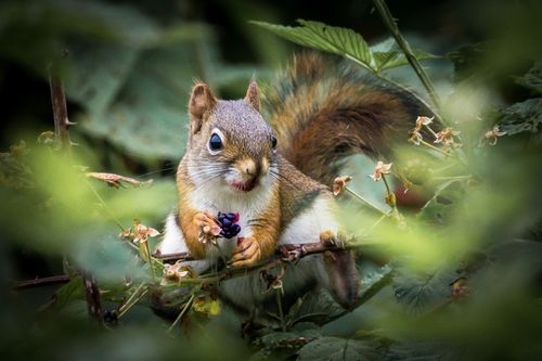 How to Keep Squirrels out of Potted Plants