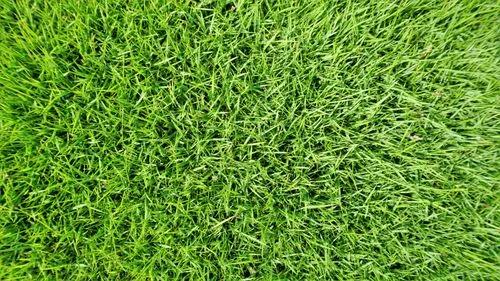 Bermuda grass