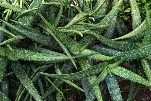 20+ Aloe Vera Facts: Benefits & Healing Properties