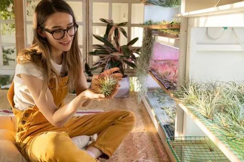 Types of Air Plants to Grow Indoor & Care Tips