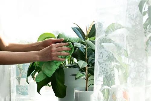 How to Clean Plant Leaves Indoor