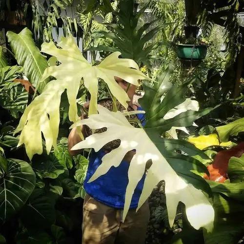 Snowflake Leaf Philodendron