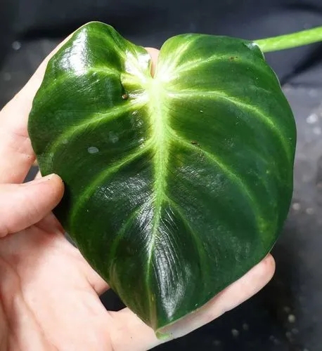 Philodendron Radiante