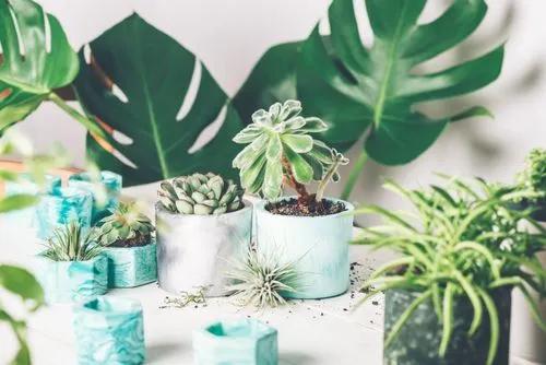 How to Become a Plant Parent