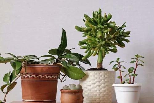 Why have plants at home?