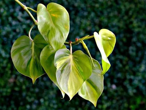 Philodendron brasil