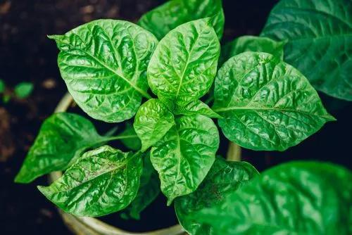 Pfeffer vom Typ Habanero