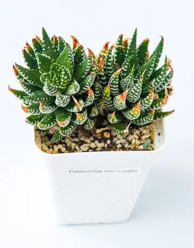 Haworthia reinwardtii