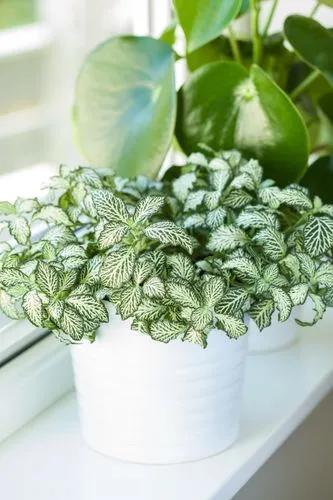 peperomia arifolia