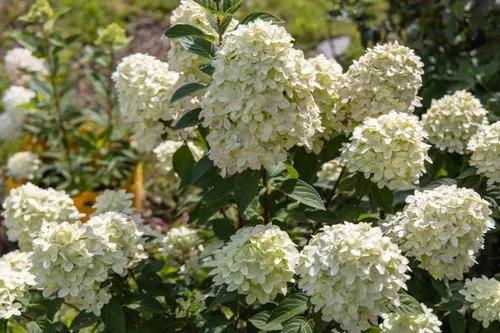 Hortensia Peegee