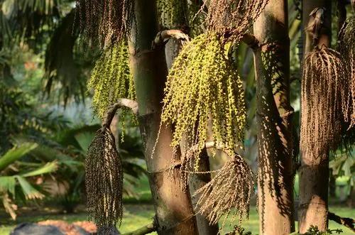 Fishtail Palms