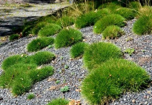 Sheep'S Fescue
