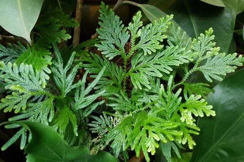 Selaginella Vogelii