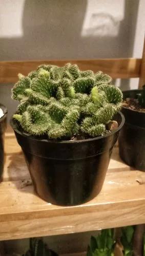 Opuntia Cylindrica Cristata