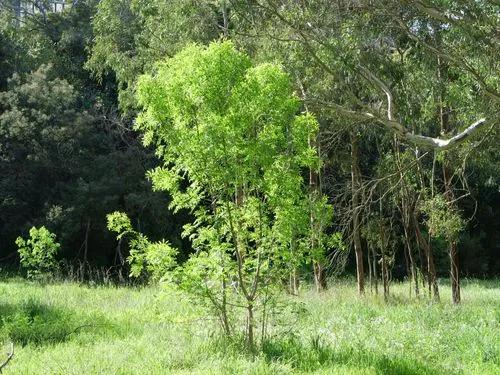 Quininetree