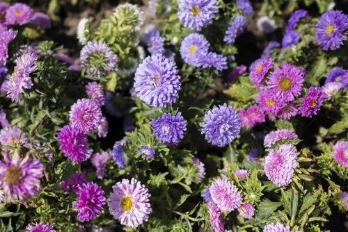 Chinese Aster