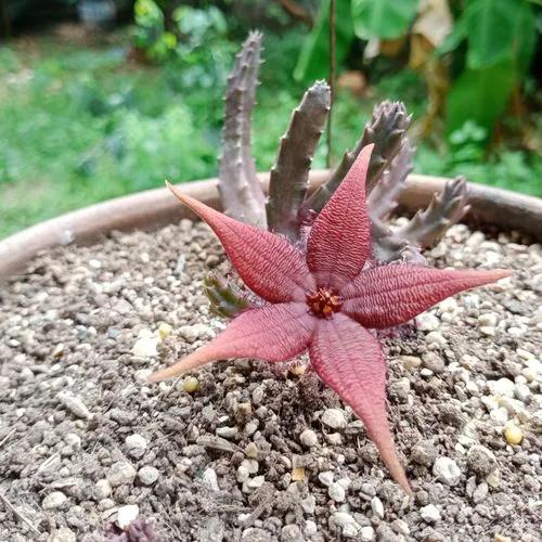 Stapelia Schinzii
