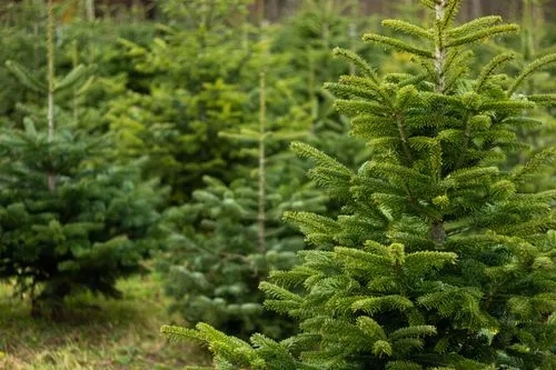 How Long Does It Take to Grow a Christmas Tree?