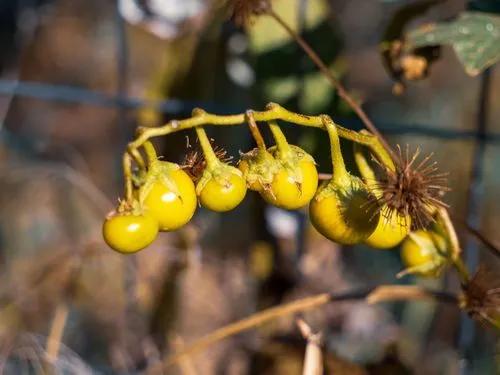 Solanum Carolinense