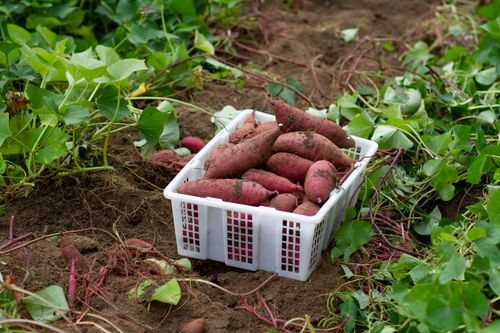 Full Guide on Sweet Potato Companion Plants