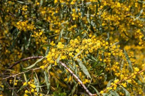 Acacia Retinodes
