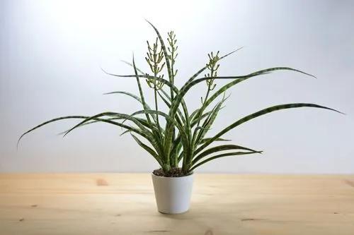 Fernwood Snake Plant