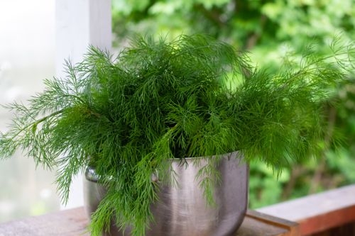 Full Guide on Dill Companion Plants
