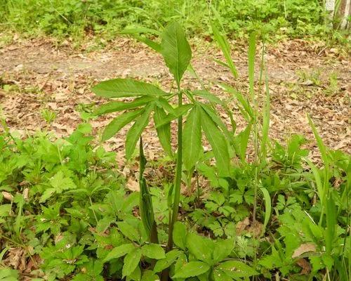 Arisaema Dracontium