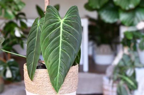 Black Gold Philodendron