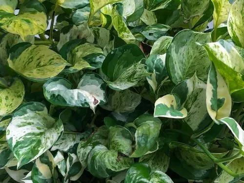 Perles et Jade Pothos