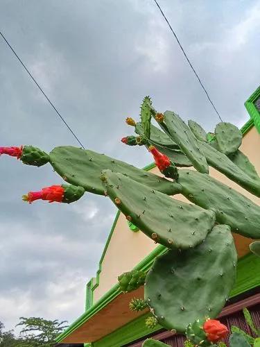 Cochineal Nopal Cactus