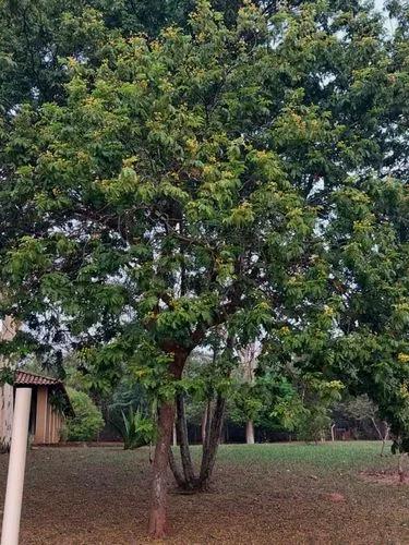 Glockenbohnenbaum