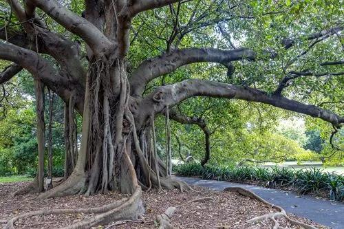 Australian Banyan