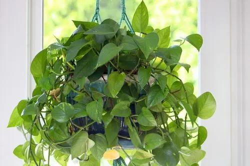 Golden Pothos