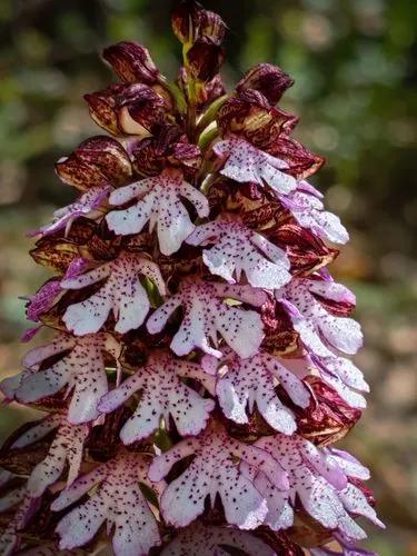 Lady Orchid