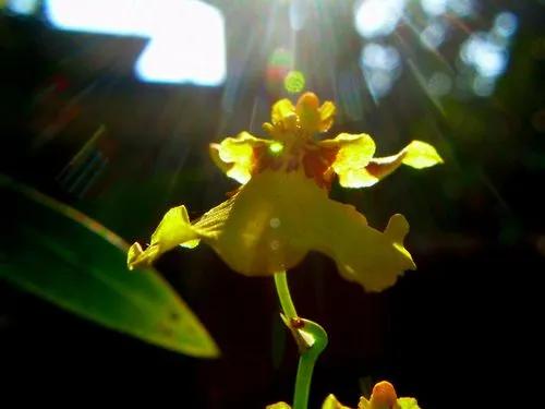 Oncostelopsis Sumkissed Buttercup Orchid
