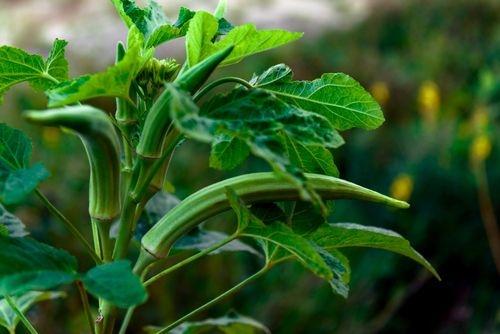 Full Guide on Okra Companion Plants