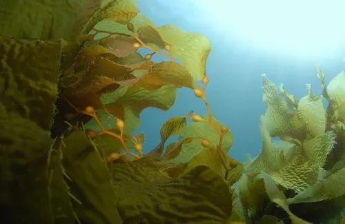 Everything about Ocean Plants in Marine Gardens