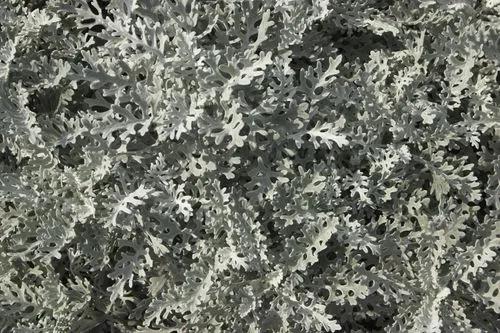 Grey Ragwort