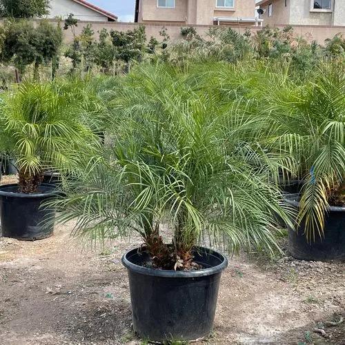 Pygmy Date Palm