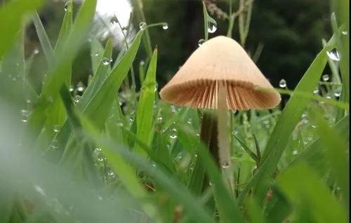 How to Get Rid of Mushrooms in Your Yard? 